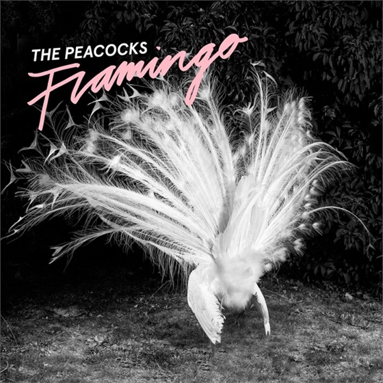 Album der Woche: «Flamingo» von The Peacocks