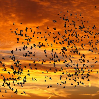 emotions-3406667_1920