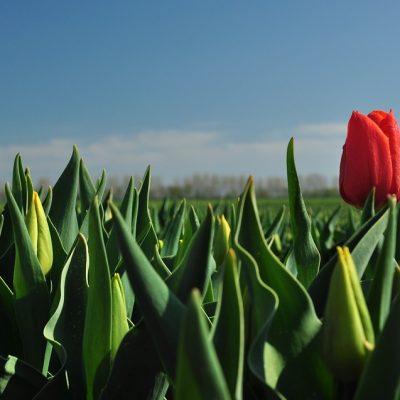 tulip-2355000_960_720