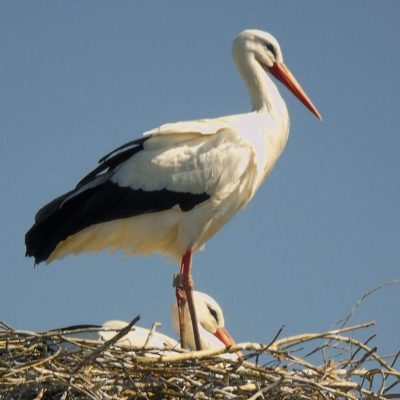 pexels-photo-4092249