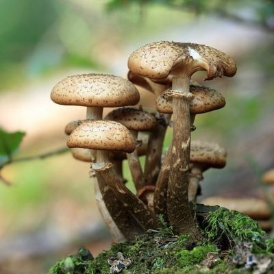 mushrooms-548360_960_720