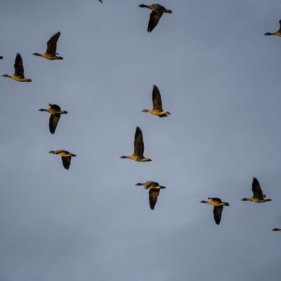 wild-geese-249134_1920