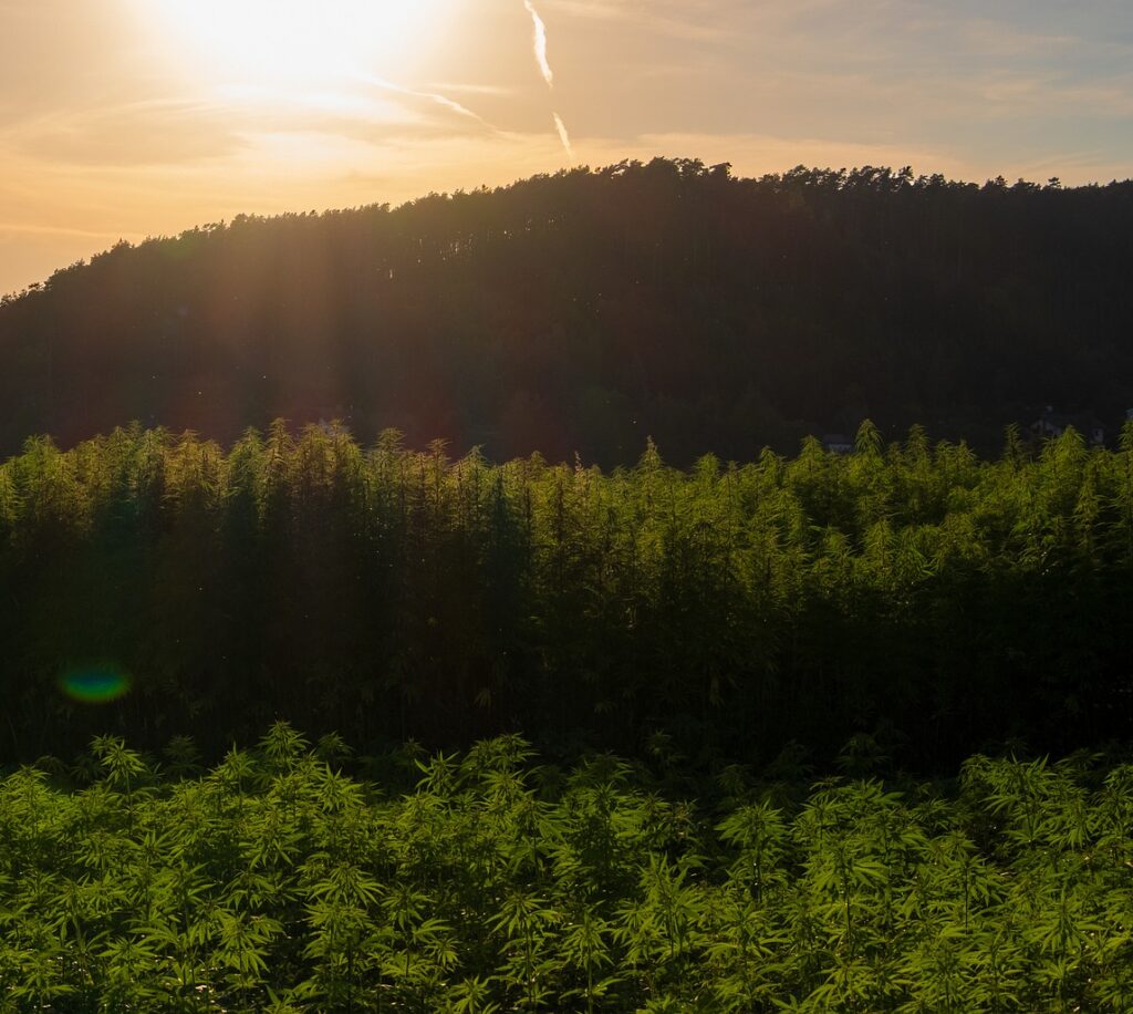 Erstmals stimmen die Kommissionen beider Kammern einer Regulierung von Cannabis zu. Wie es weitergeht, im Beitrag von Laura Manser.