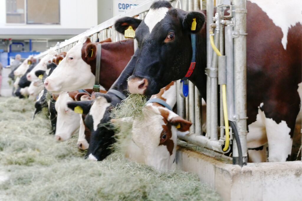 Der Bund will Milchzulagen für Schweizer Bauern direkt auszahlen, doch der Vorschlag passt den Schweizer Milchproduzenten gar nicht.