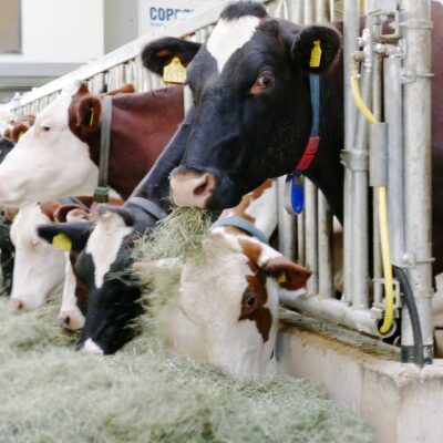 cows-ge1501ddc0_1920