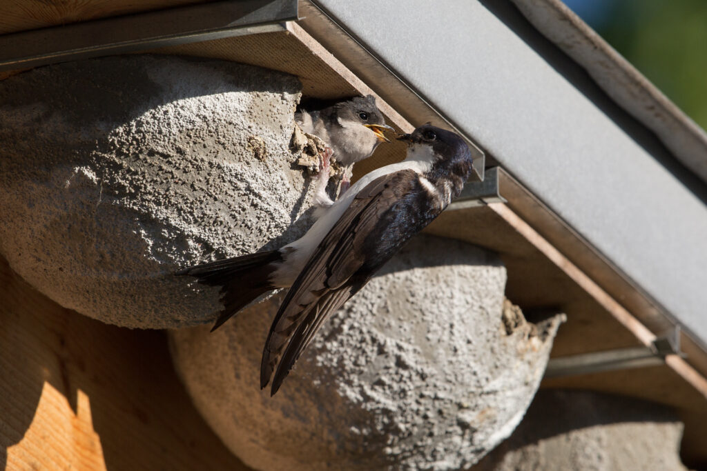 Vogelbeobachter:innen auf den Strassen Winterthurs.