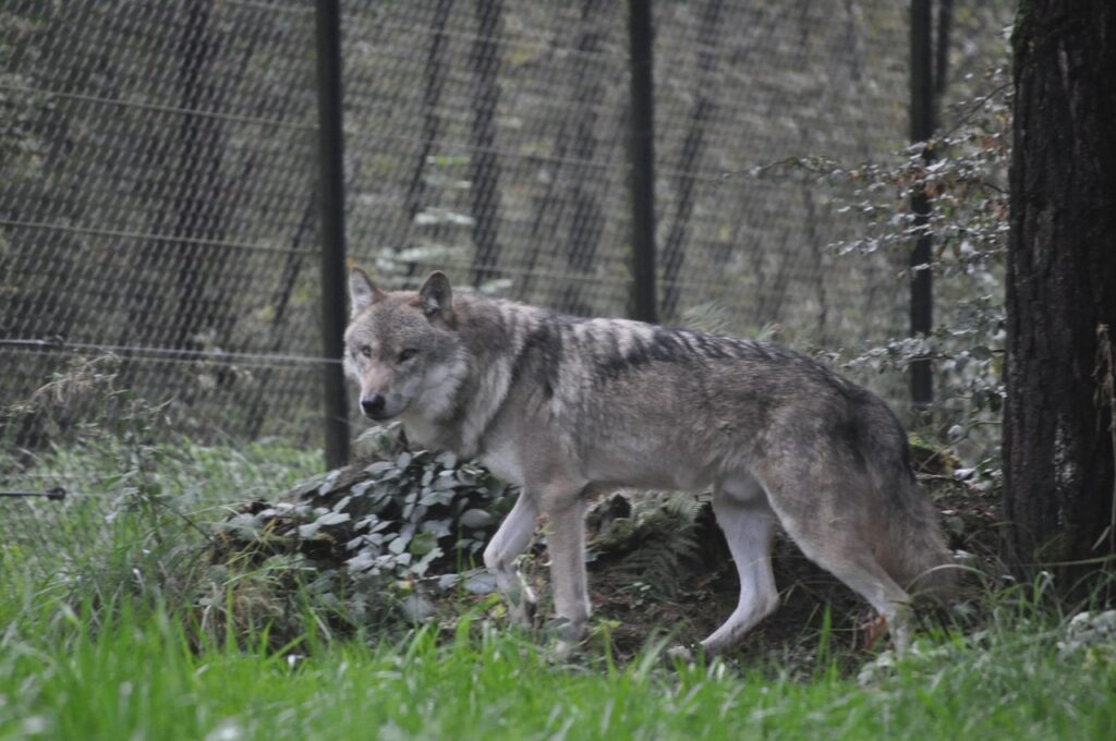 Nach Wölfin Tara ist nun auch der Wolfsrüde Romulus eingezogen.