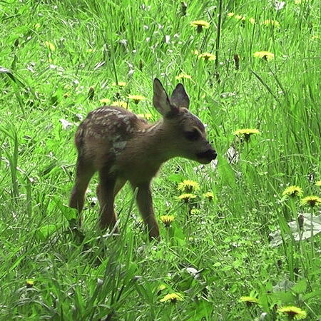 Im Frühsommer liegen im Dickicht der Wälder oder gut getarnt im hohen Gras Rehkitze. Bei landwirtschaftlich genutzten Wiesen kann es dann zu Mähunfällen kommen.