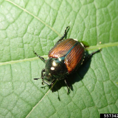 Popillia_japonica_(68)