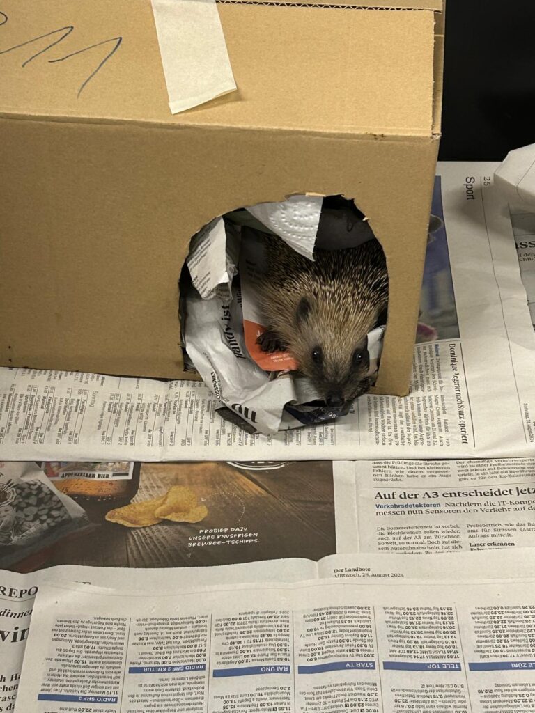 Was tun, wenn man einen verletzten Igel im Garten findet? Man sucht auf der Igelstation nach Hilfe.