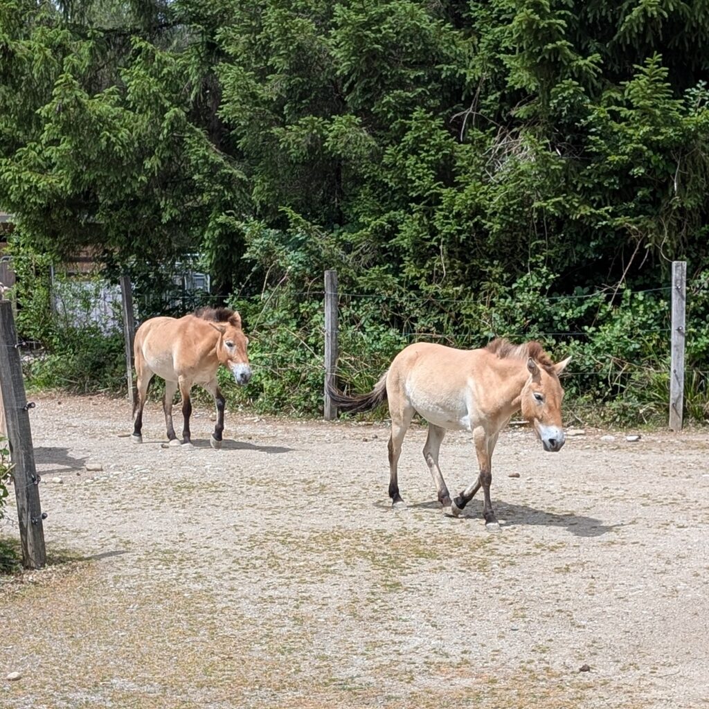 Wir finden heraus, wie das Przewalskipferd vom Wildpark Bruderhaus in die mongolische Steppe kam.